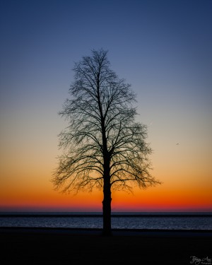 Trees IV